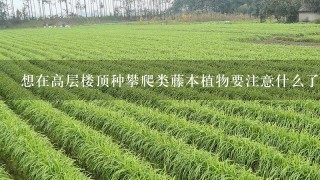 想在高层楼顶种攀爬类藤本植物要注意什么了？？