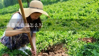 蔬菜英语用怎么写