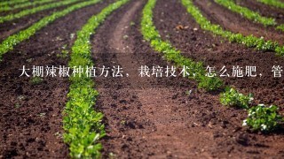 大棚辣椒种植方法，栽培技术，怎么施肥，管理技巧