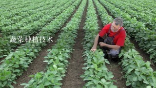 蔬菜种植技术