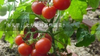 冬天里，北方能种那些蔬菜？