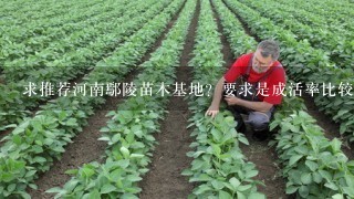 求推荐河南鄢陵苗木基地？要求是成活率比较高的苗木。