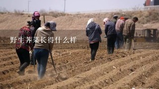 野生荠菜长得什么样