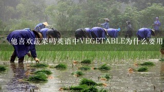 他喜欢蔬菜吗英语中VEGETABLE为什么要用复数形式