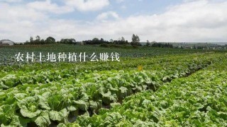 农村土地种植什么赚钱