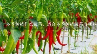 冬季种植什么蔬菜，适合冬季种植蔬菜有哪些？