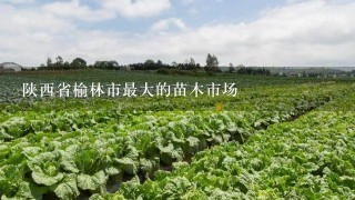 陕西省榆林市最大的苗木市场