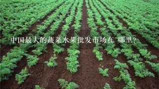 中国最大的蔬菜水果批发市场在 哪里？
