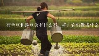 荷兰豆和豌豆尖有什么不1样？它们做成什么最好吃？