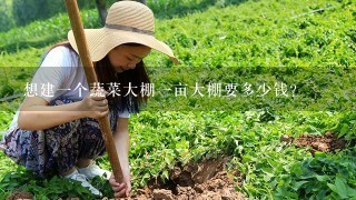 想建1个蔬菜大棚1亩大棚要多少钱？