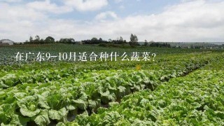 在广东9-10月适合种什么蔬菜？