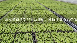 油麦菜很多农户都会种植，种植油麦菜流程操作步骤是