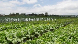 9月份收过玉米种啥菜可以过冬？