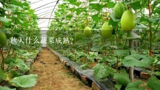 秋天什么蔬菜成熟？