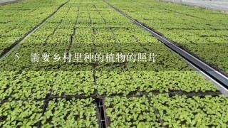 5 需要乡村里种的植物的照片