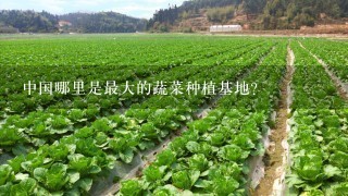 中国哪里是最大的蔬菜种植基地？