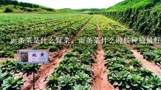 面条菜是什么野菜，面条菜什么时候种植最好？