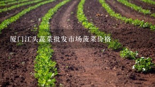 厦门江头蔬菜批发市场菠菜价格