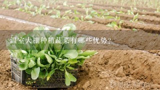 温室大棚种植蔬菜有哪些优势？