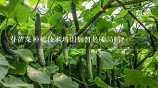 芽苗菜种植技术培训加盟是骗局吗?