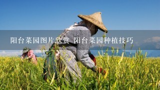 阳台菜园图片欣赏 阳台菜园种植技巧