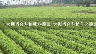 大棚适合种植哪些蔬菜 大棚适合种植什么蔬菜比较好