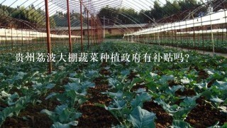 贵州荔波大棚蔬菜种植政府有补贴吗？