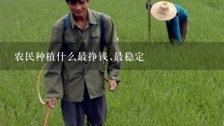 农民种植什么最挣钱,最稳定