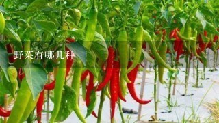 野菜有哪几种