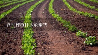 农村种植什么最赚钱