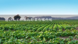 适合人工种植的野菜有哪些呢