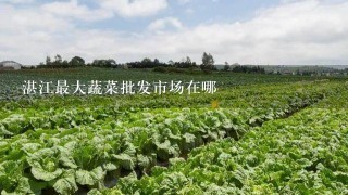 湛江最大蔬菜批发市场在哪