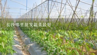 长沙哪里批发蔬菜最好