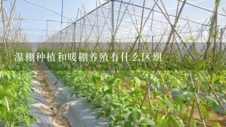 温棚种植和暖棚养殖有什么区别