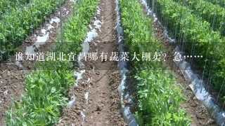 谁知道湖北宜昌哪有蔬菜大棚卖？急……