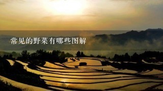 常见的野菜有哪些图解