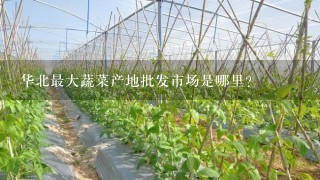 华北最大蔬菜产地批发市场是哪里？