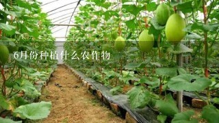 6月份种植什么农作物