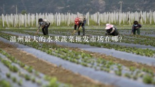 温州最大的水果蔬菜批发市场在哪？