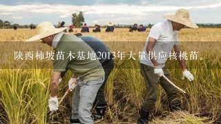 陕西柿坡苗木基地2013年大量供应核桃苗。