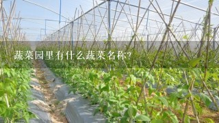 蔬菜园里有什么蔬菜名称？