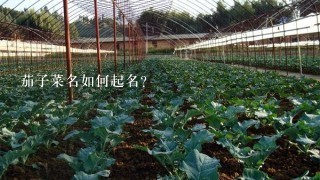 茄子菜名如何起名？