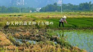 春天种的蔬菜种子有哪些