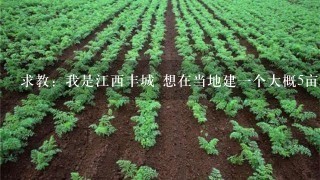 求教：我是江西丰城 想在当地建1个大概5亩的简单的大棚蔬菜种植地 建大棚大概需要多少钱1亩（最经济型的