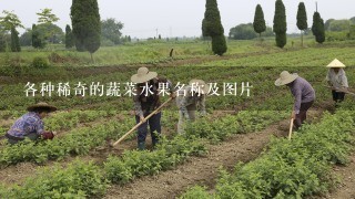 各种稀奇的蔬菜水果名称及图片