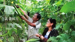 蔬菜图片