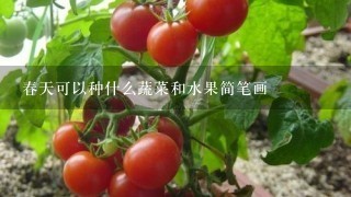 春天可以种什么蔬菜和水果简笔画