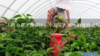 下图为在上海郊区1个蔬菜大棚所拍摄的照片，棚顶为黑色的尼龙网，而不是常见的白色透明的塑料或者是玻璃大棚。