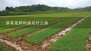 油菜花榨的油是什么油