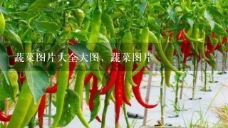 蔬菜图片大全大图，蔬菜图片